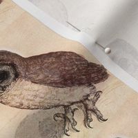 Dürer's Owl