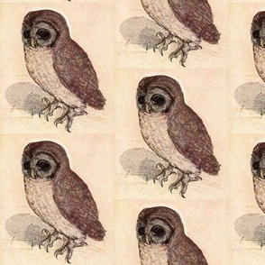 Dürer's Owl