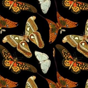 Vintage Butterfly Collection in Black