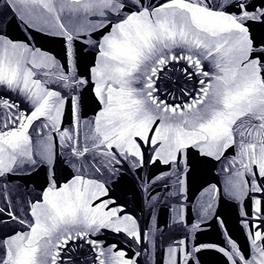 Poppy field, big white flowers on black background