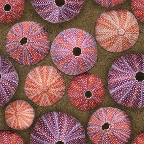 Sea Urchin Shells | Red, Orange & Purple