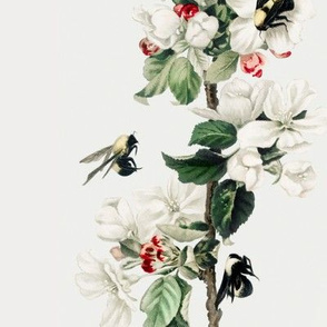 Apple Blossoms  & Bumblebees - 1