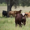 Cows_on_the_range