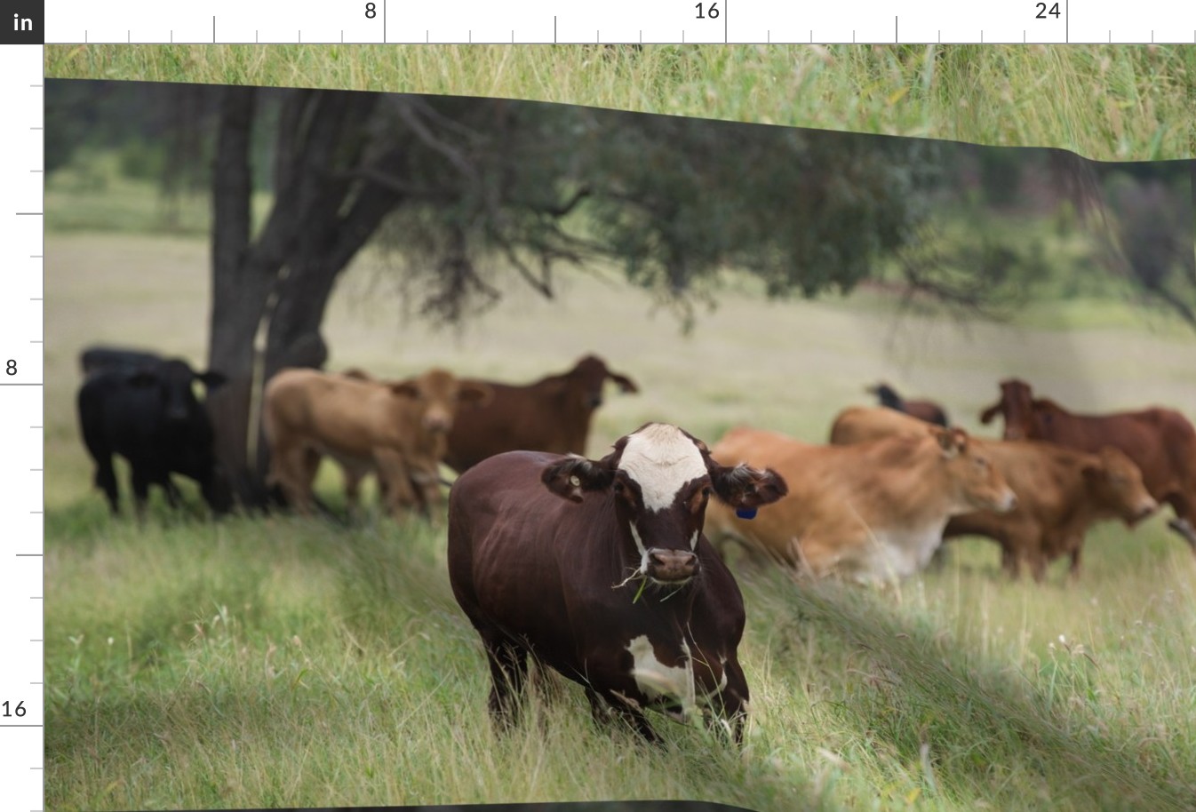 Cows on the Range