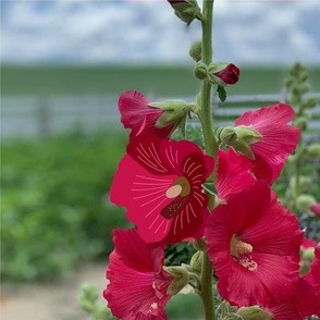 Hollyhocks Embroidery Swatch