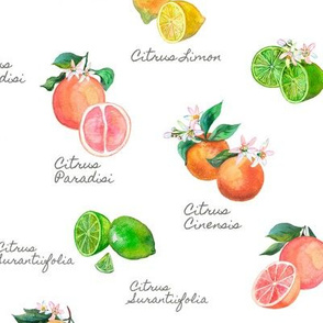 Aromatherapy All Citruses White
