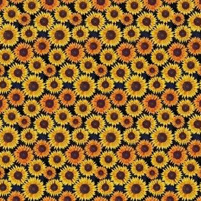 sunflower 11
