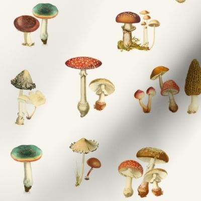 Vintage Fungi on Crema // standard