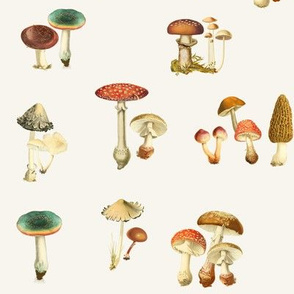 Vintage Fungi on Crema // standard