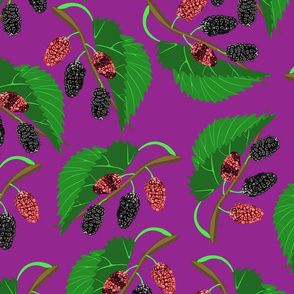 Black mulberry on lilac background.