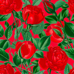 Red roses,red flowers pattern 