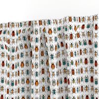 Tropical Beetles on White
