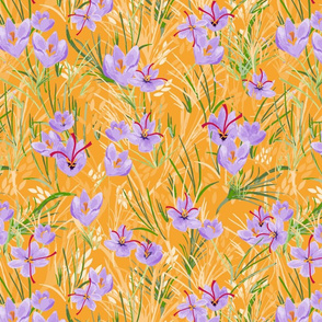 Saffron flowers wild grasses 
