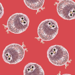 Baby Owl on red background