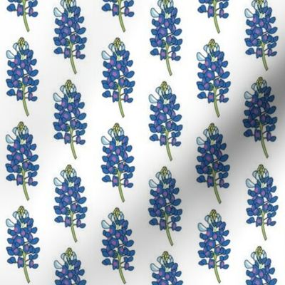 bluebonnet flowers