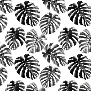 Monstera leaves monochrome on white