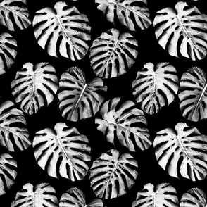 Monstera leaves monochrome on black