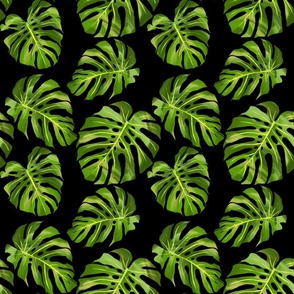 Monstera leaves on black