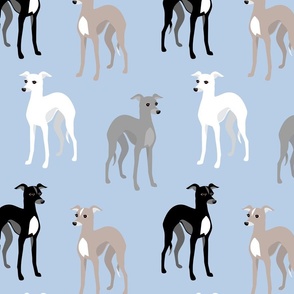 Whippets or Italian Greyhounds