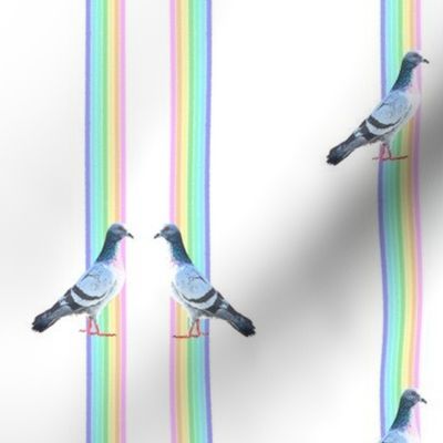 rainbow pigeons