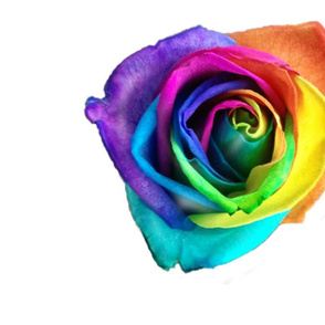 Rainbow Rose