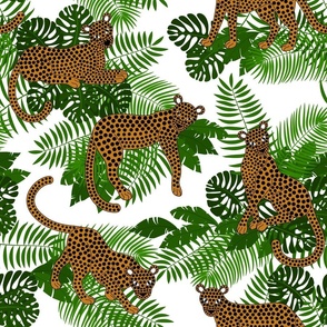 Rainforest Leopards