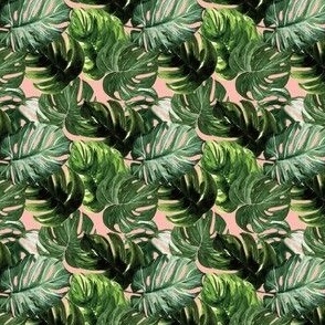 1" monstera tropical leaves on peach pink