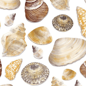 Seashell Study