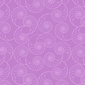 Nautilus shells pink on dusty pink