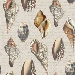 Vintage Shells Brown