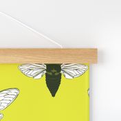 medium - cicada on lime green