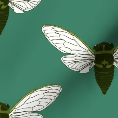 medium - cicada on teal green