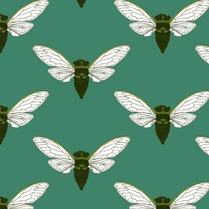 medium - cicada on teal green