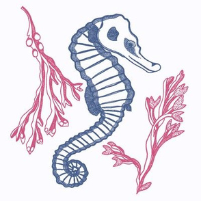 Sea horse and coral