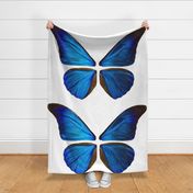  Big Morpho rhetenor wings