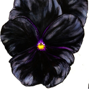 Black Pansy large