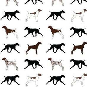 German Shorthaired Pointers in White