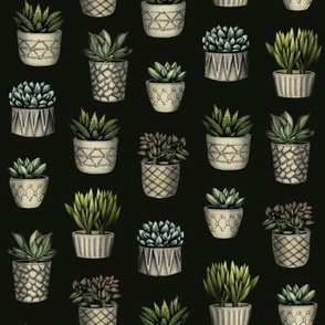 Succulents - Potted Plants