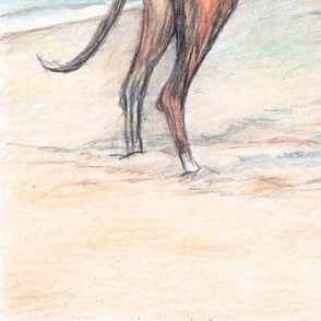 Three greyhound on the Beach