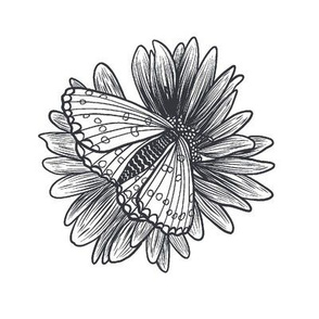 Moth on Chrysanthemum