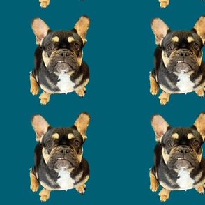 Little Black  Frenchie dog on teal background quilt panel