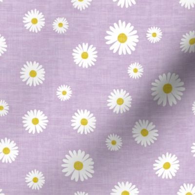 Daisies Lilac