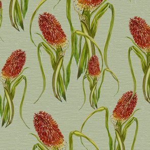 Simple field of Kniphofia in french green large
