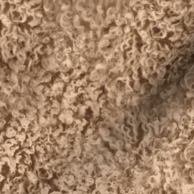 Sandy tan poodle curl fur texture