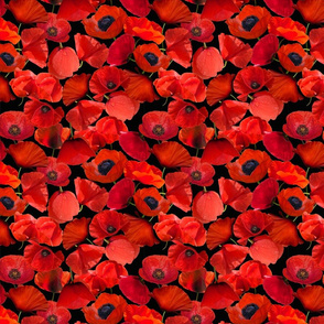 Realistic red poppies non directional print