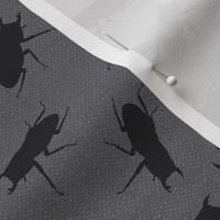 stag-beetle bugs on grey