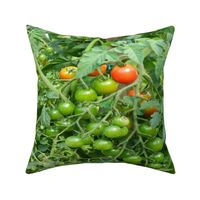 hydroponic_tomatoes_10x9