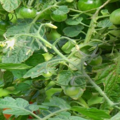 hydroponic_tomatoes_10x9