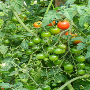 hydroponic_tomatoes_10x9