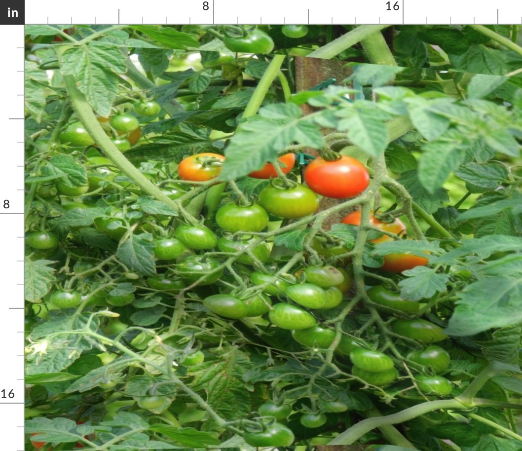 hydroponic_tomatoes_10x9